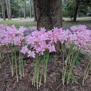 Meet your Posher, Susie